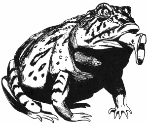 Giant Toad - Holloway